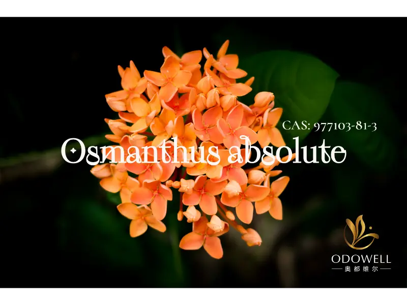 Osmanthus Absolute – ODOWELL’s Natural Signature for Elegant Oriental Florals